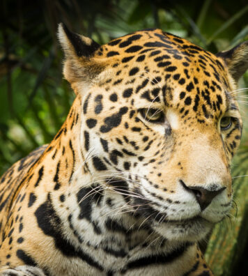 Jaguar Cat Beautiful Jaguar cat (Panthera Onca) in close up