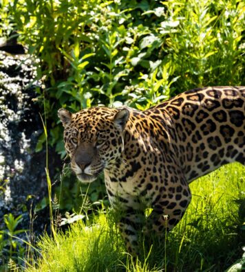 jaguar2